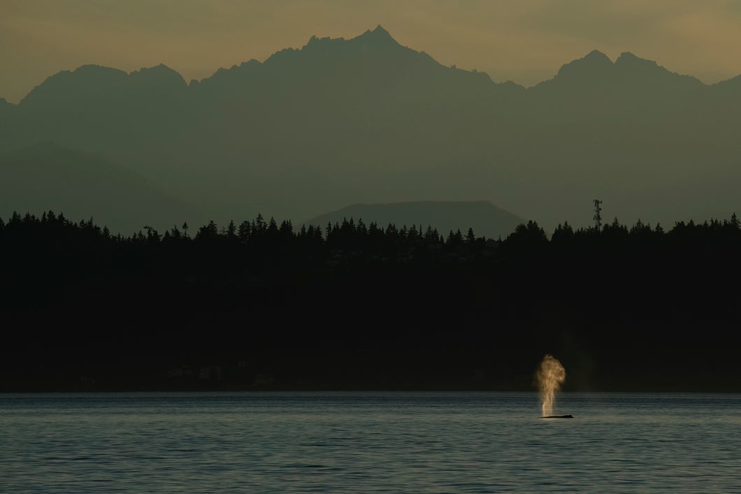 Sunset Humpback