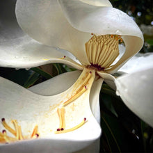 Load image into Gallery viewer, Magnolia dying
