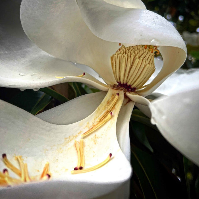 Magnolia