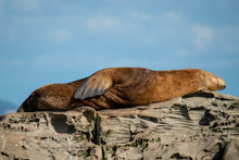 Load image into Gallery viewer, Resting Stellar Sealion
