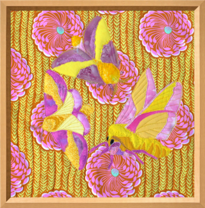 Rosy Maple Moth