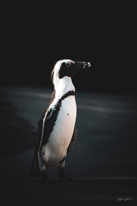 Penguin Portrait