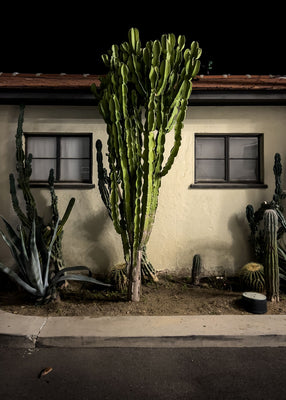 Palm Springs Landscaping