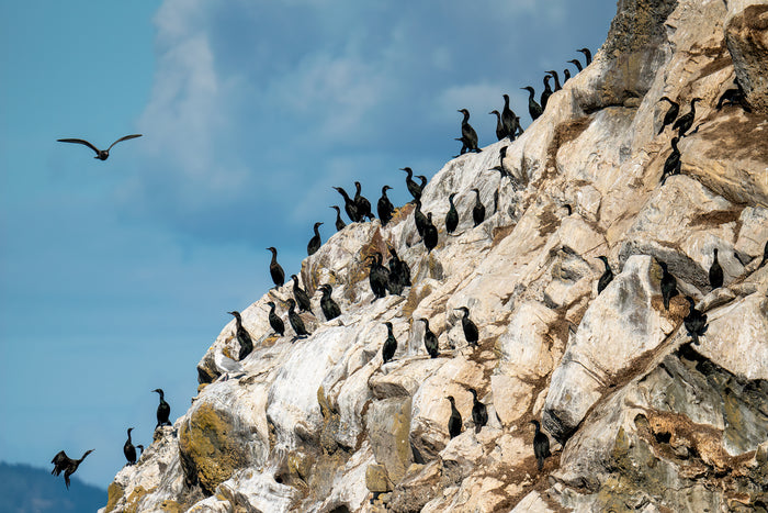 Cormorant Rock