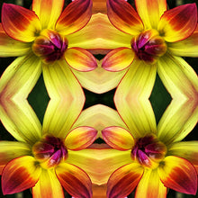 Load image into Gallery viewer, Symmetry: Dahlia
