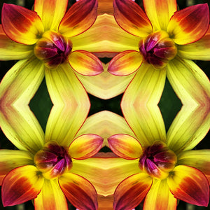 Symmetry: Dahlia