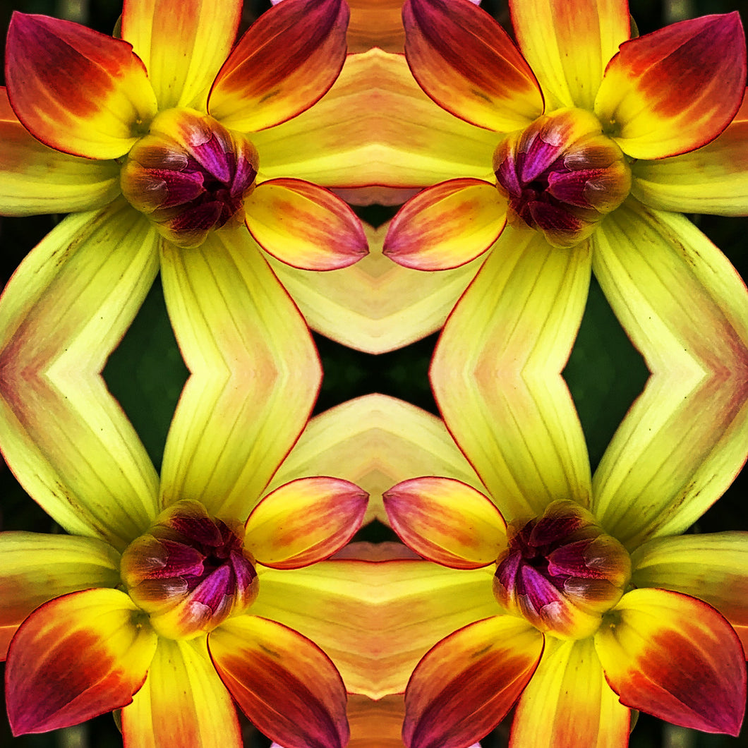 Symmetry: Dahlia