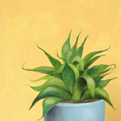 Plant Medusa