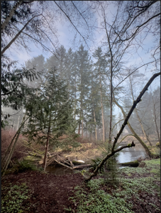 Jule Park, foggy morning