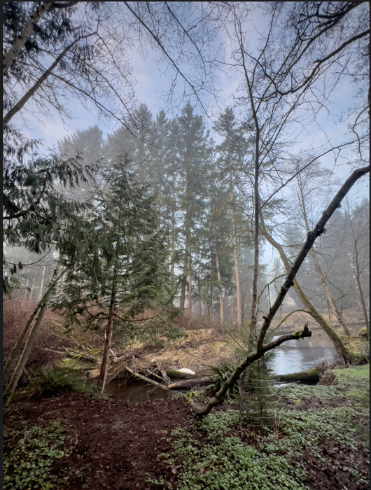 Jule Park, foggy morning