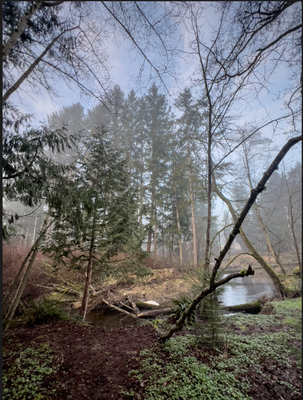 Jule Park, foggy morning
