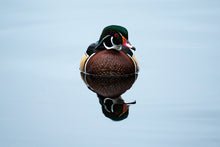 Load image into Gallery viewer, Wood Duck Reflection
