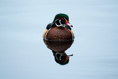 Wood Duck Reflection