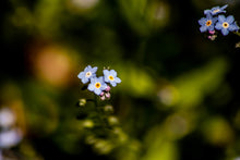 Load image into Gallery viewer, Forget Me Not
