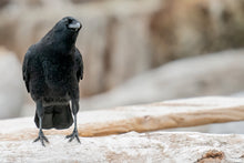 Load image into Gallery viewer, Crow on Log
