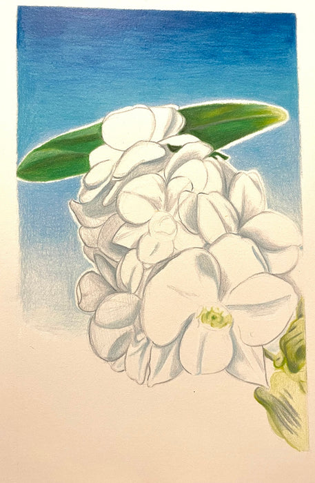 Orchid