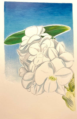 Orchid