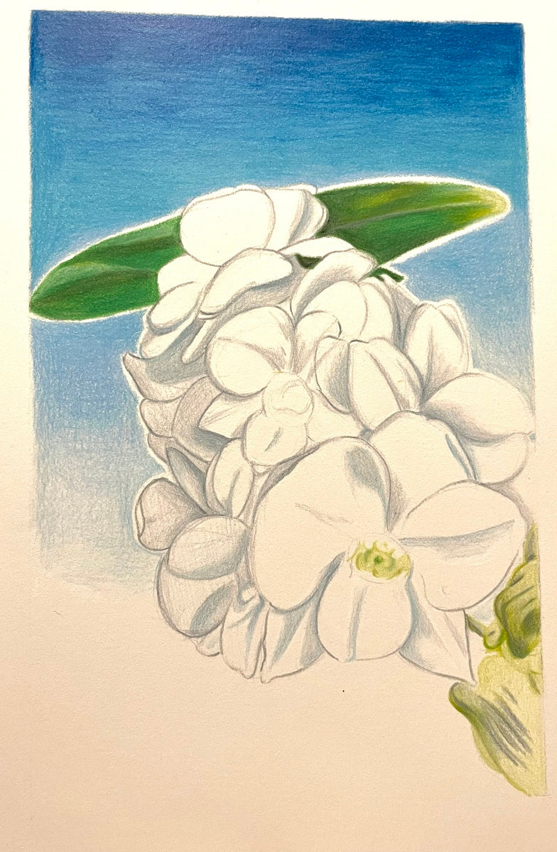 Orchid