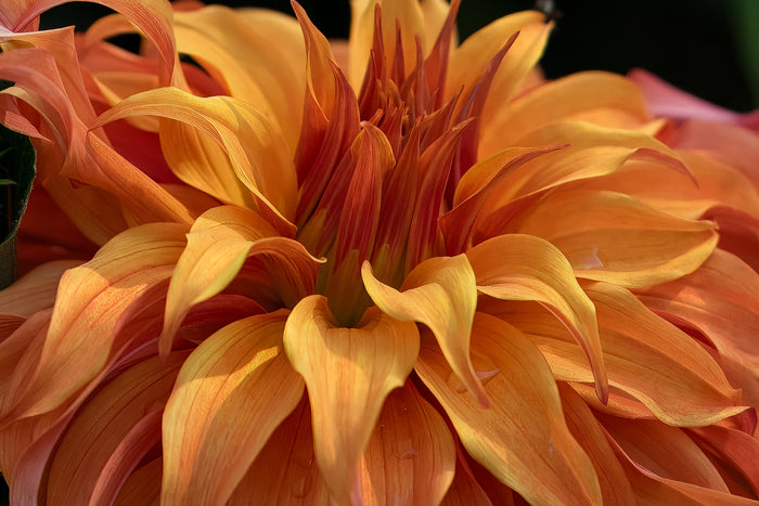 Dahlia in Bloom 1