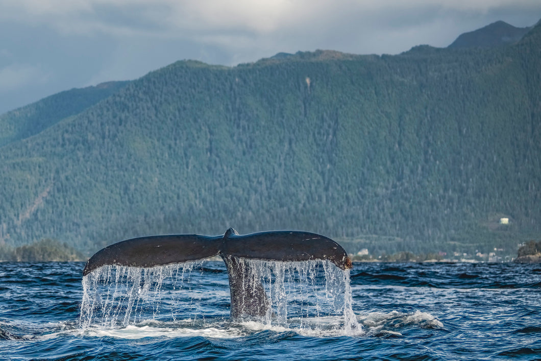 Alaskan Humpback