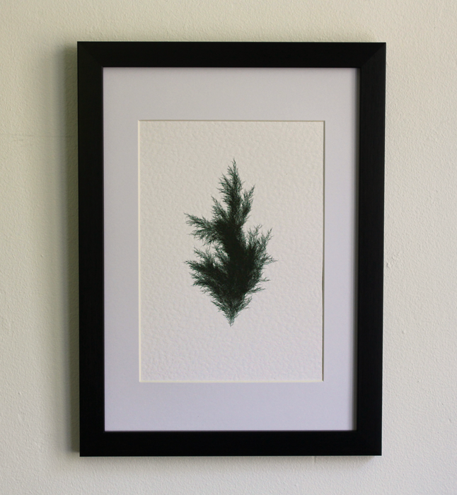 Juniperus Virginiana II (Systems' Garden series)