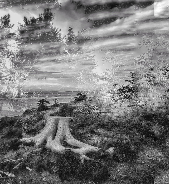 The tree